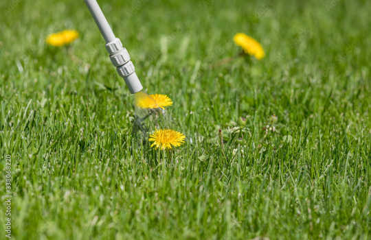 dandelions in yard 350h