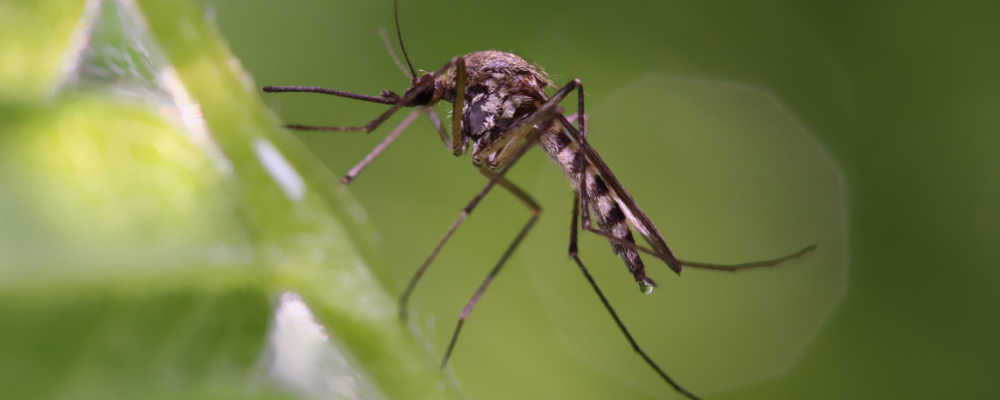 mosquito 1000 x 400