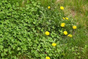 broadleaf