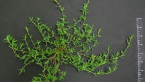 knotweed