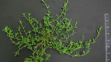 knotweed